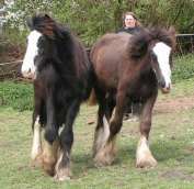 Clíona und iohr Halbbrude Ciarán