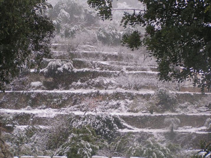 Obstbäume im Schnee